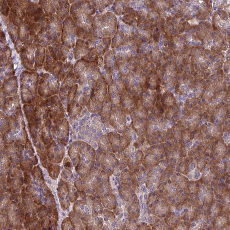 Atlas Antibodies Anti-C20orf27 Antibody