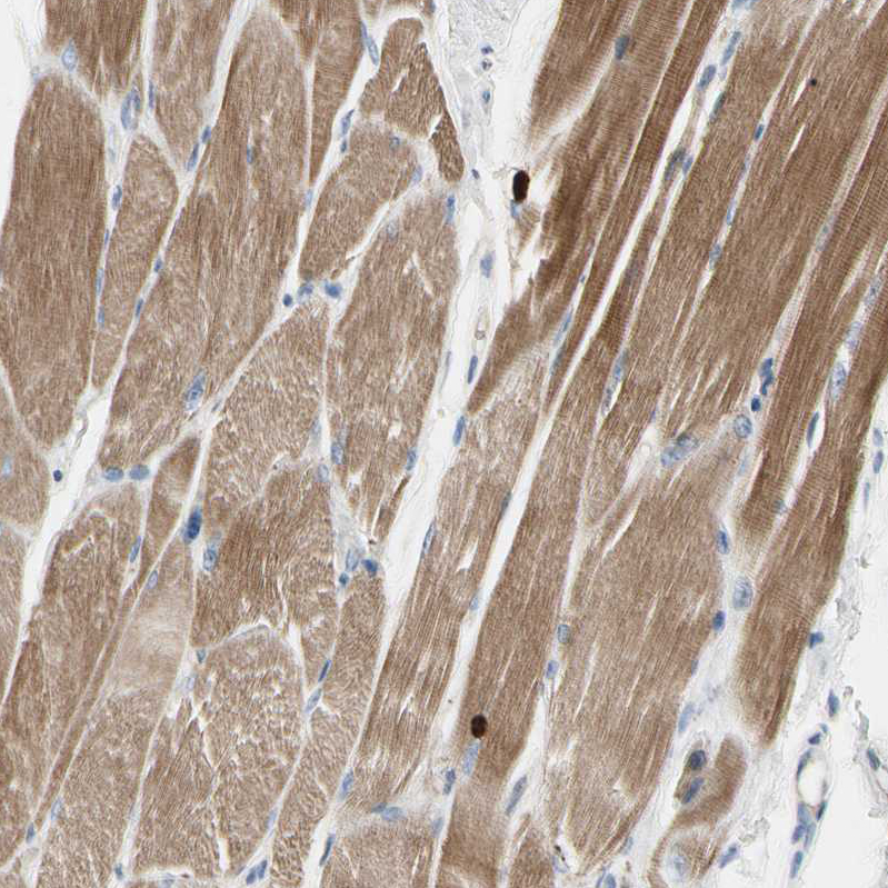 Atlas Antibodies Anti-C2orf40 Antibody