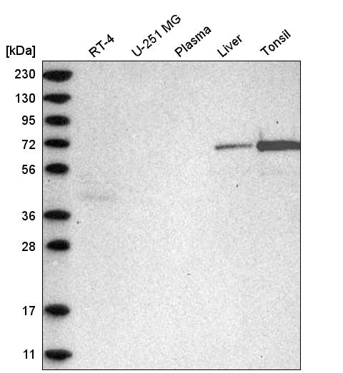 Atlas Antibodies Anti-C2orf42 Antibody