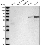 Atlas Antibodies Anti-C2orf42 Antibody