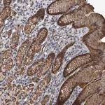 Merck Anti-PRKRIP1 antibody produced in rabbit