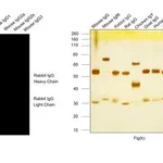 Thermo Fisher Scientific Donkey anti-Rabbit IgG (H+L) Highly Cross-Adsorbed Secondary Antibody, Alexa Fluor Plus 800