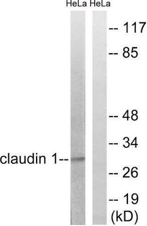 Merck Anti-Claudin 1 antibody produced in rabbit