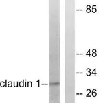 Merck Anti-Claudin 1 antibody produced in rabbit