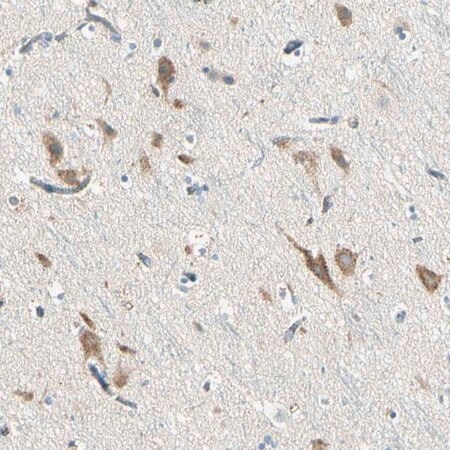 Merck Anti-SLC6A15 antibody produced in rabbit