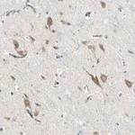 Merck Anti-SLC6A15 antibody produced in rabbit