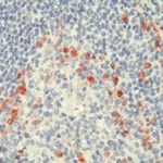 Thermo Fisher Scientific Mouse anti-Human Kappa Light Chain Secondary Antibody