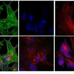 Thermo Fisher Scientific F(ab`)2-Goat anti-Mouse IgG (H+L) Highly Cross-Adsorbed Secondary Antibody, FITC