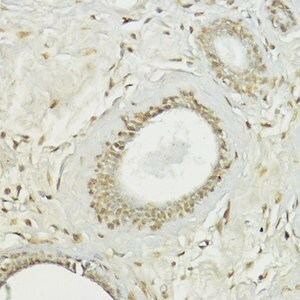 Merck ANTI-SNAIL ANTIBODY PRODUCED IN RABBIT