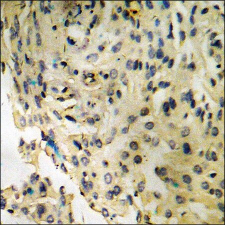 Merck Anti-phospho-IRF-3 (pSer386) antibody produced in rabbit