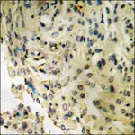 Merck Anti-phospho-IRF-3 (pSer386) antibody produced in rabbit