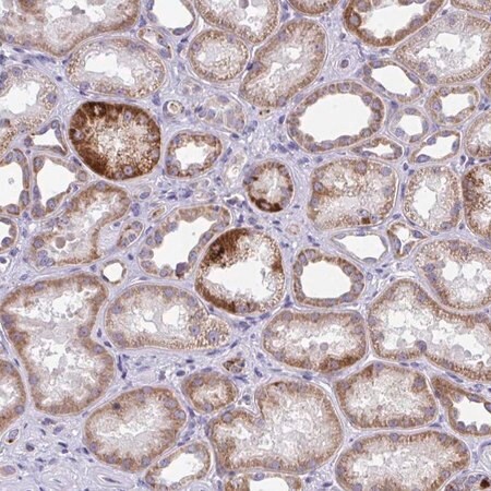 Merck Anti-COA5 antibody produced in rabbit