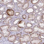 Merck Anti-COA5 antibody produced in rabbit