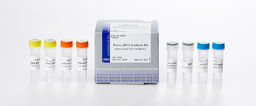 Intron Power cDNA Synthesis Kit