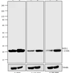 Thermo Fisher Scientific F(ab`)2-Goat anti-Mouse IgG (H+L) Cross-Adsorbed Secondary Antibody, HRP