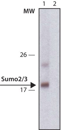 Merck Anti-Sumo-2/3 antibody, Rat monoclonal