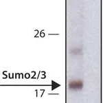 Merck Anti-Sumo-2/3 antibody, Rat monoclonal