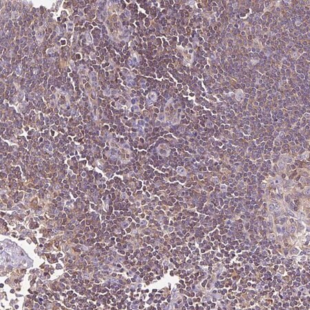 Merck Anti-TWF2 antibody produced in rabbit