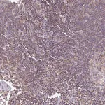 Merck Anti-TWF2 antibody produced in rabbit