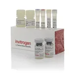 Thermo Fisher Scientific Mouse IFN beta ProQuantum Immunoassay Kit
