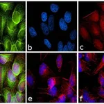 Thermo Fisher Scientific Donkey anti-Rabbit IgG (H+L) Secondary Antibody, Qdot 525