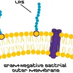 Merck LIPOPOLYSACCHARIDES FROM FROM ESCHERICH&