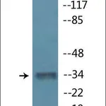 Merck Anti-phospho-MYOD (pSer200) antibody produced in rabbit