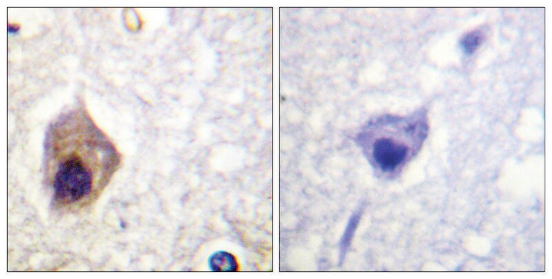 Merck Anti-CASP1, C-Terminal antibody produced in rabbit