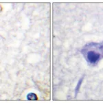 Merck Anti-CASP1, C-Terminal antibody produced in rabbit