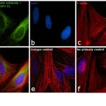 Thermo Fisher Scientific Goat anti-Mouse IgG (H+L) Cross-Adsorbed Secondary Antibody, BODIPY FL