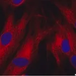 Merck MONOCLONAL ANTI-A-SARCOMERIC ACTIN, &