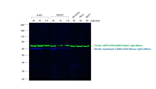 Thermo Fisher Scientific F(ab`)2-Goat anti-Mouse IgG (H+L) Secondary Antibody, Qdot 800