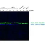 Thermo Fisher Scientific F(ab`)2-Goat anti-Mouse IgG (H+L) Secondary Antibody, Qdot 800