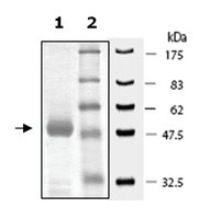 Merck PLK1 POLO BOX DOMAIN ACTIVE HUMAN