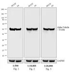 Thermo Fisher Scientific Donkey anti-Rat IgG (H+L) Highly Cross-Adsorbed Secondary Antibody, HRP