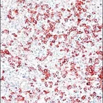 Merck ANTI-HUMAN IGG (GAMMA CHAIN SPECIFIC) &