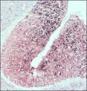 Merck ANTI-SNAP25, DEVELOPED IN RABBIT, IGG  &