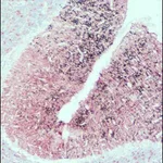 Merck ANTI-SNAP25, DEVELOPED IN RABBIT, IGG &