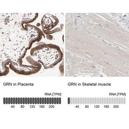Merck Anti-GRN antibody produced in rabbit
