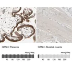 Merck Anti-GRN antibody produced in rabbit