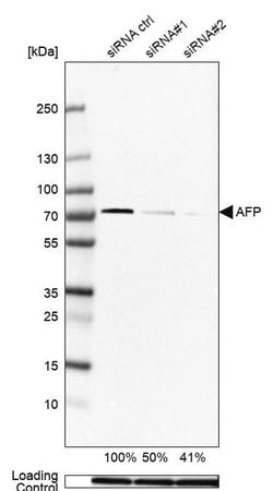 Merck Anti-AFP antibody produced in rabbit