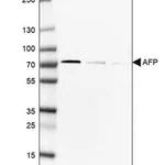 Merck Anti-AFP antibody produced in rabbit