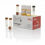 Thermo Fisher Scientific MC1061/P3 Chemically Competent E. coli