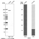 Merck Anti-MINK1 antibody produced in rabbit