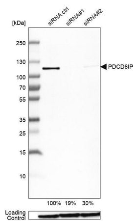 Merck Anti-PDCD6IP antibody produced in rabbit