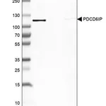 Merck Anti-PDCD6IP antibody produced in rabbit