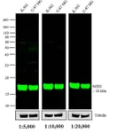 Thermo Fisher Scientific Rabbit anti-Mouse IgG (H+L) Cross-Adsorbed Secondary Antibody, DyLight 800