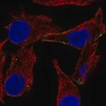Merck Anti-DCT antibody produced in rabbit