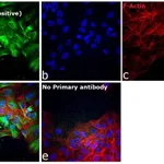 Thermo Fisher Scientific Goat anti-Chicken IgY (H+L) Cross-Adsorbed Secondary Antibody, Alexa Fluor Plus 488