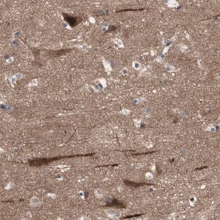Merck Anti-OAZ1 antibody produced in rabbit